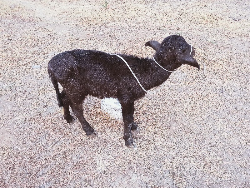 પારવો