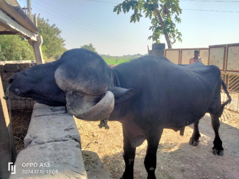 પાડો વેચવા નો સ...