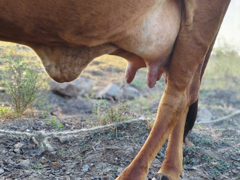 ગીર ગાય વેચવાની...