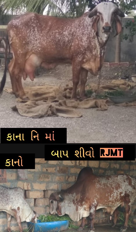 ટોપ ગીર ખૂંટ ગા...