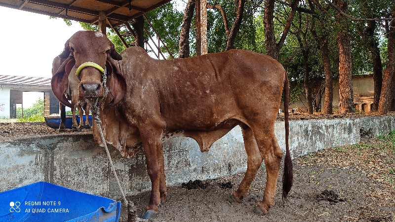 સુવૅણકપીલા ગિર...