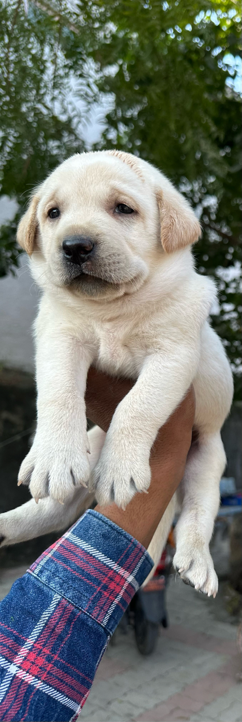 Labrador puppy