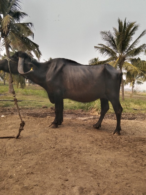 ભેસવેચવાનીછે