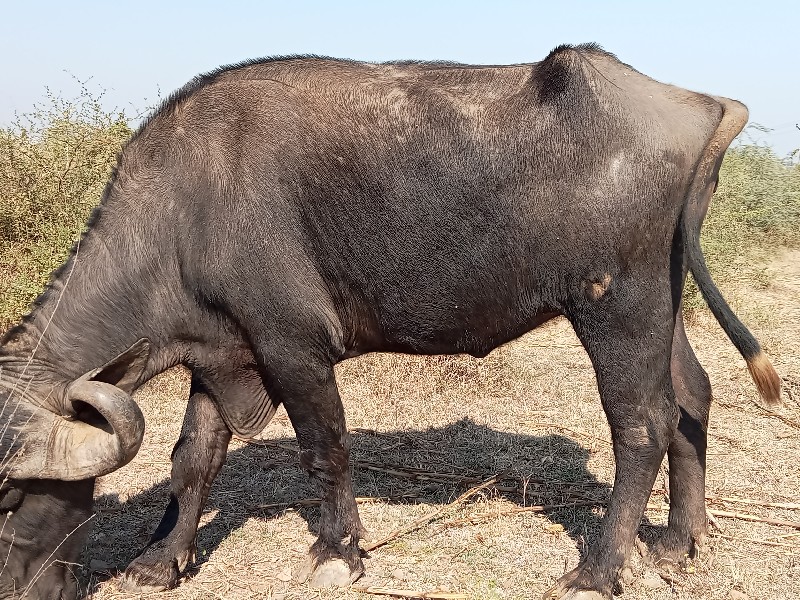 બીજા વેતર મા બે...