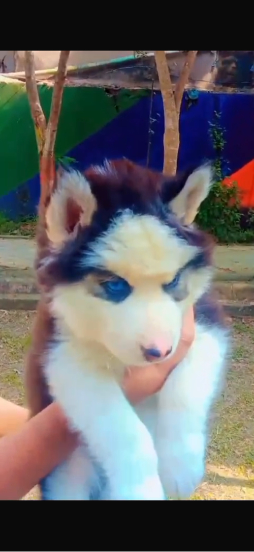 Huskey male pup...