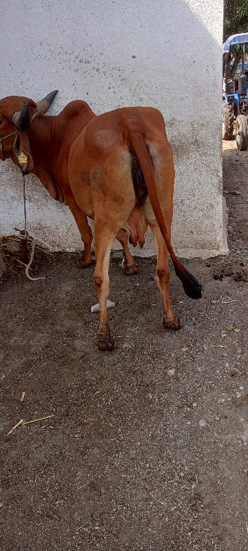 ગિર ગાય વેચવાની...