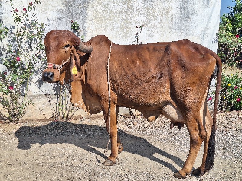 ગીર ગાય