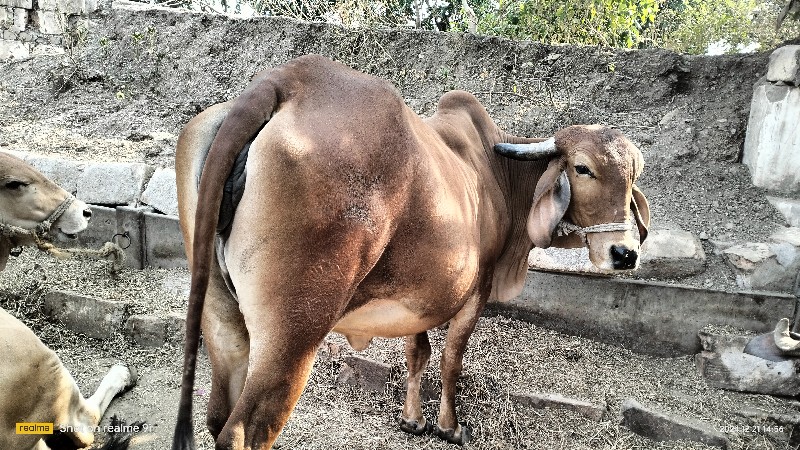 ગીર ગાય વેચવાની...