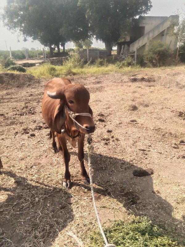 વાછડા વેચવાછે