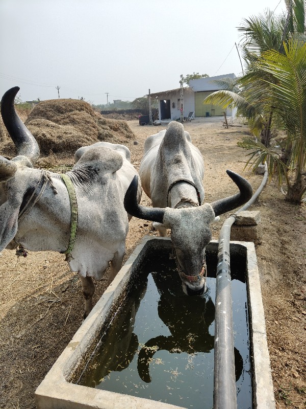 બળદ વેચવાના છે