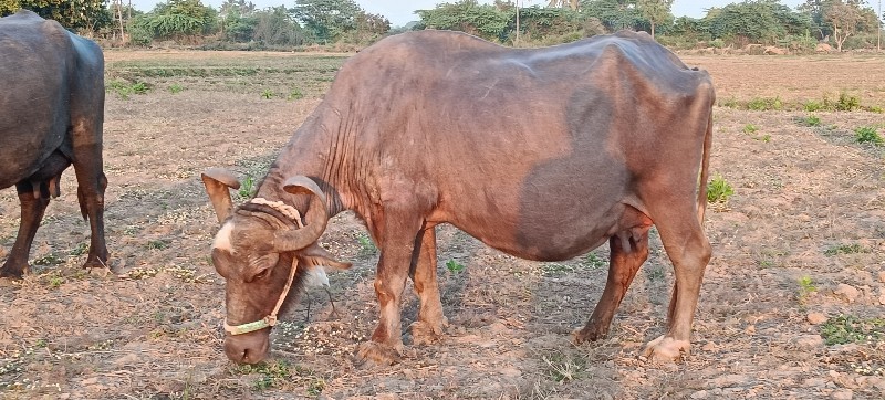 ભૂરી ભેસ