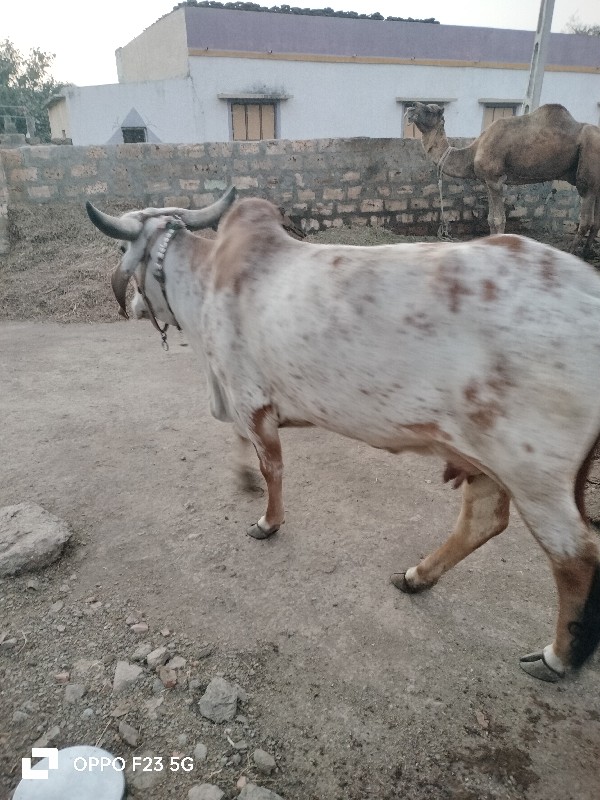 વોળકી વેચવાની છ...