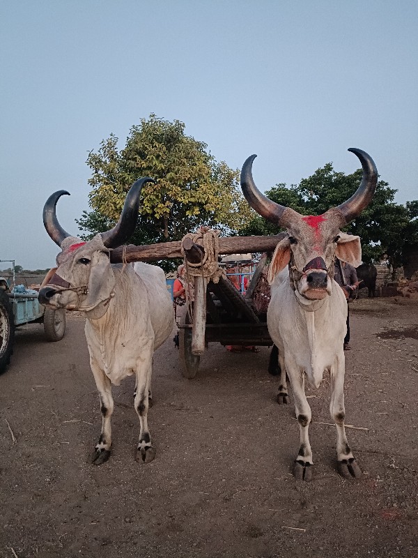 બળદ વેચવાના છે