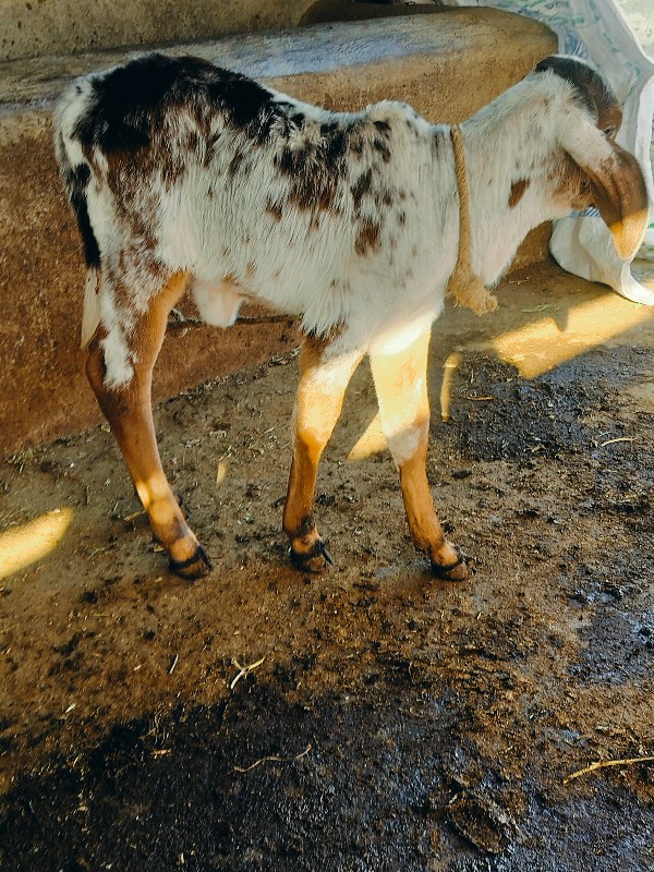 ગિર ગાય દેવાનિછ...