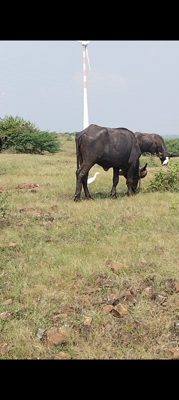 ખળેલી સામે હાટુ...