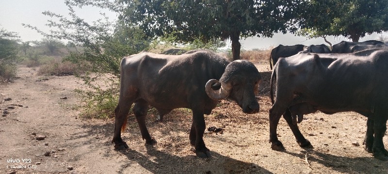 પાડો વેચવાનો છે