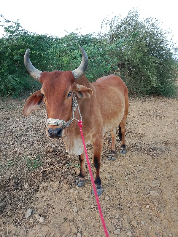 પ્રવીણ સુમનીયા...