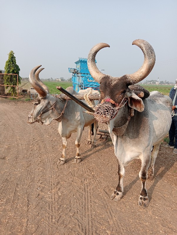 બળદ