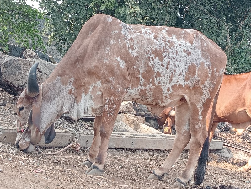 ગોધલો વેસ્વનો સ...