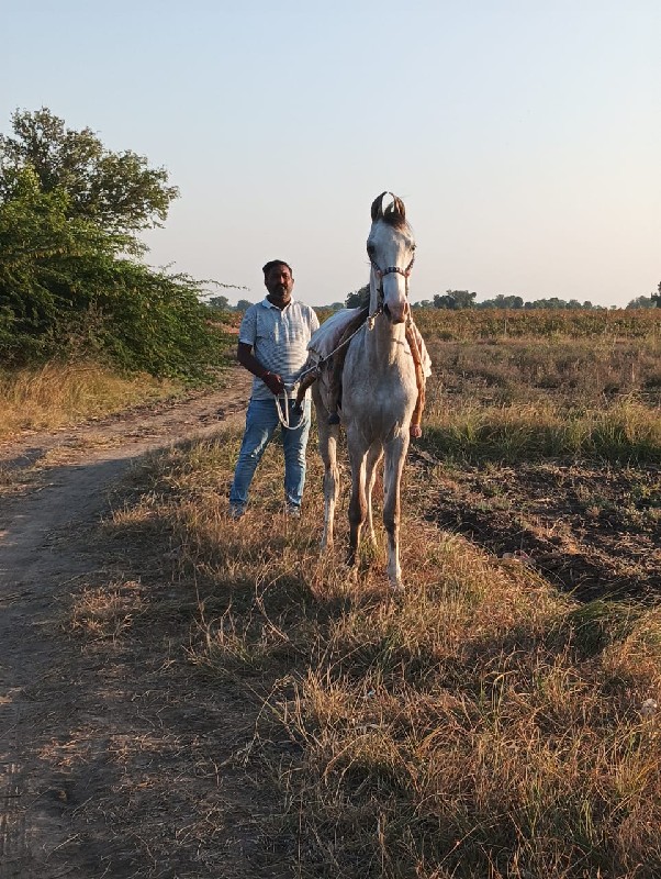 વેરી વેચવા ની થ...