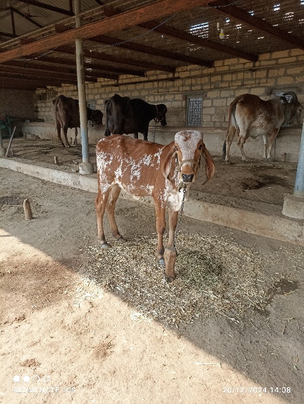 વાસડી વેસવાનીસે