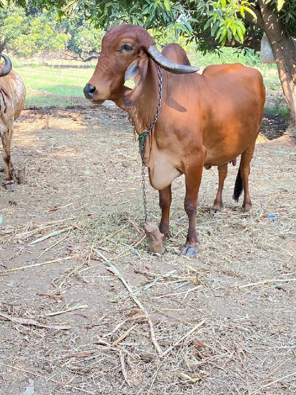 ગીર લાલ ગાય