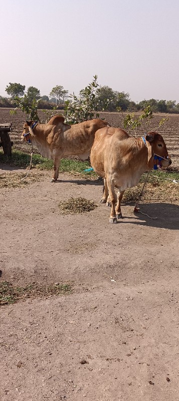 ગોઢલા વેચવાના છ...