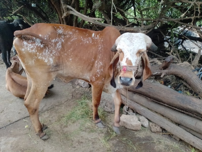 કાબરી ગીર હોડકી...