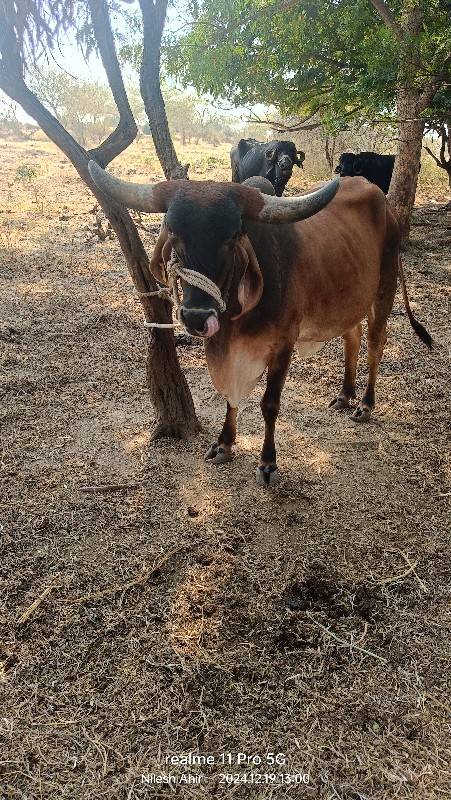 ગાય વેચવા ની છે