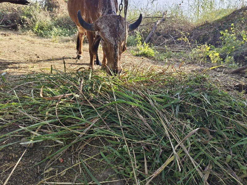 ગીર ગાય નું વલો...