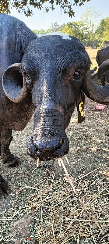 ભેંશ વેચવાની છે