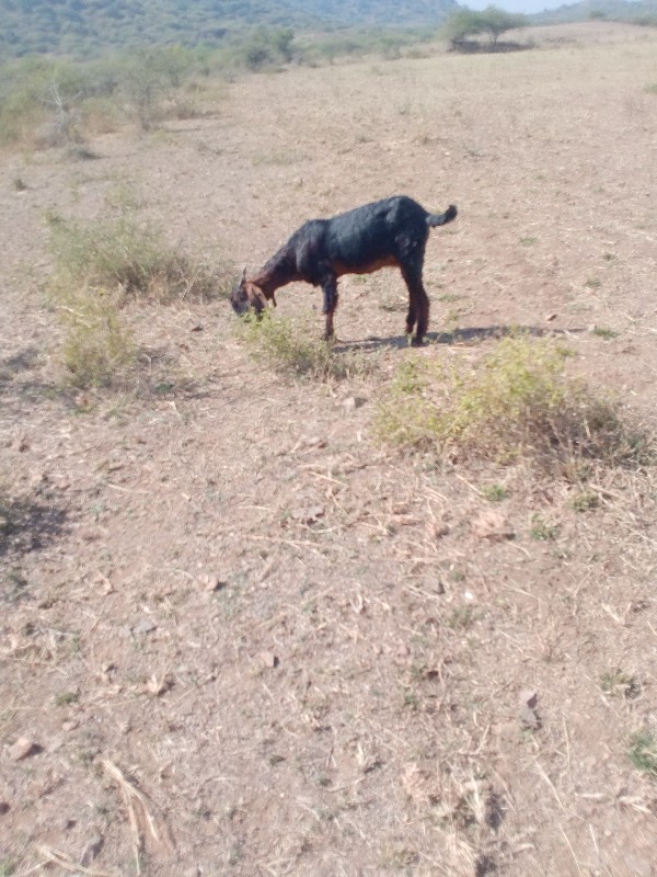 બકરીતણવેચવાનીછે