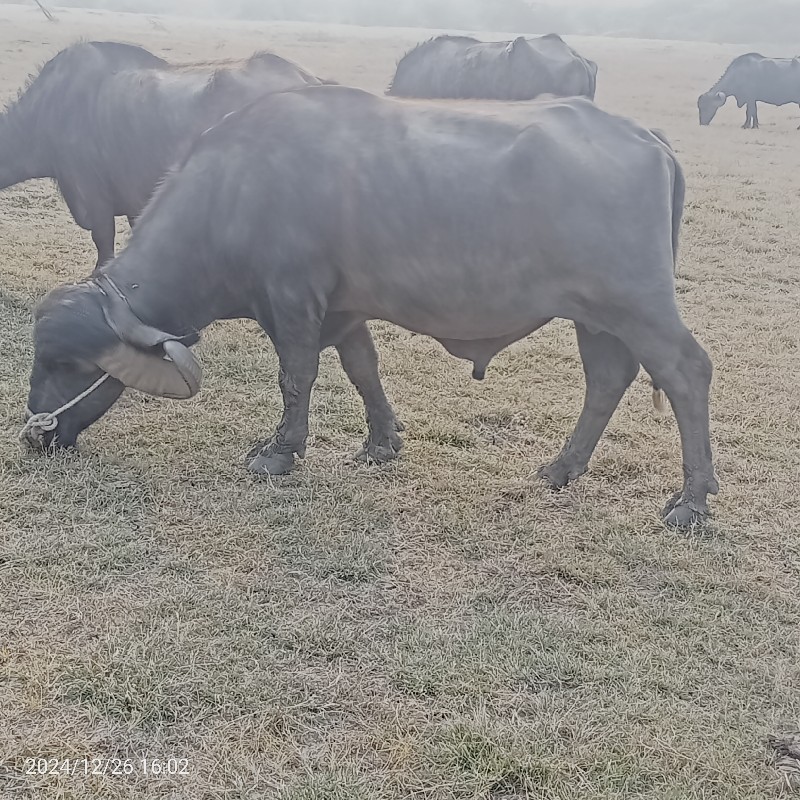 પાડો વેચવાનો છે