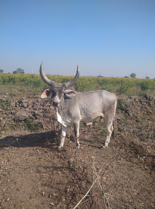 ગોઢલા વેચવાના છ...