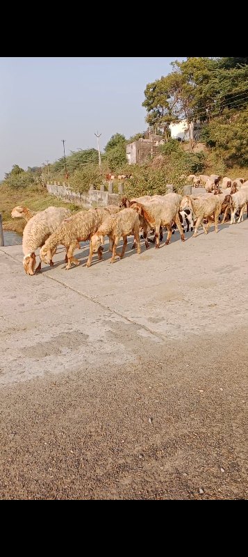 ગાડર વેચવાના છે