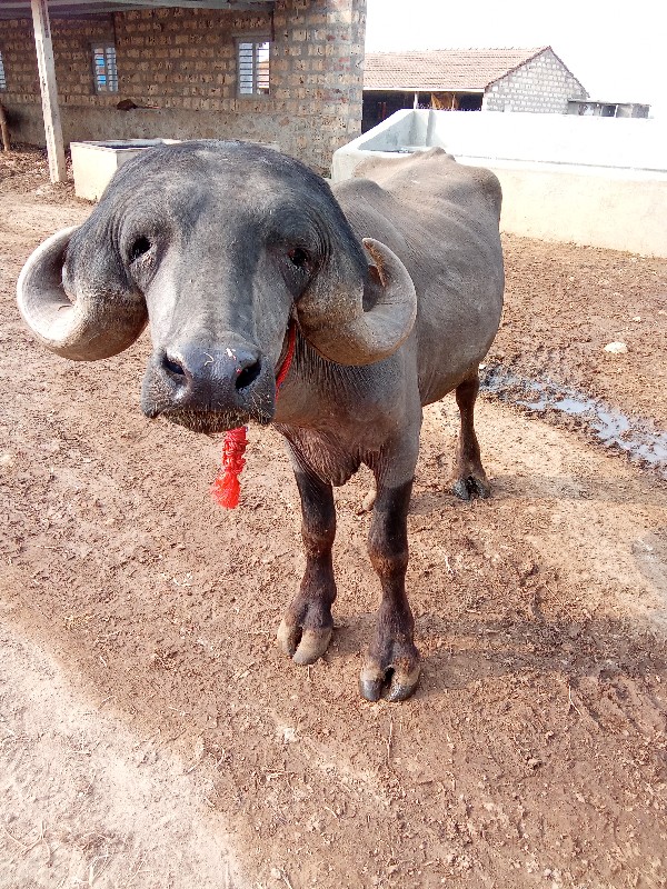 પાડો વેચવાનો છે