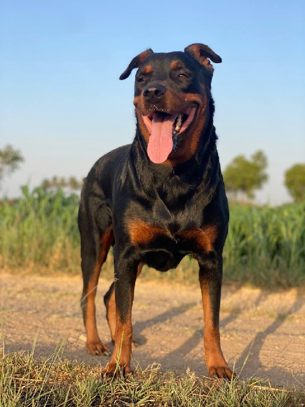 Rottweiler fema...