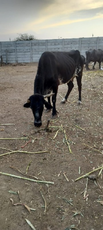 ગાયવેચવાની છે