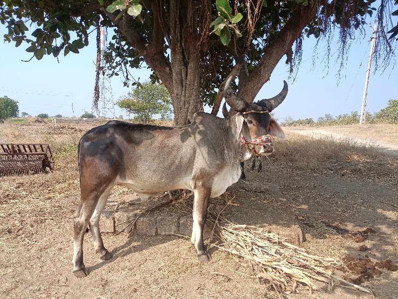 આવો ગોધલો લેવો...