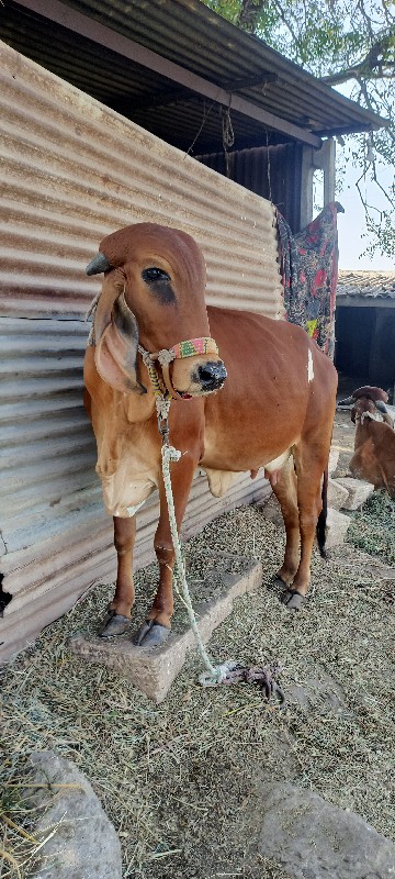 ગાય વેચવાની છે