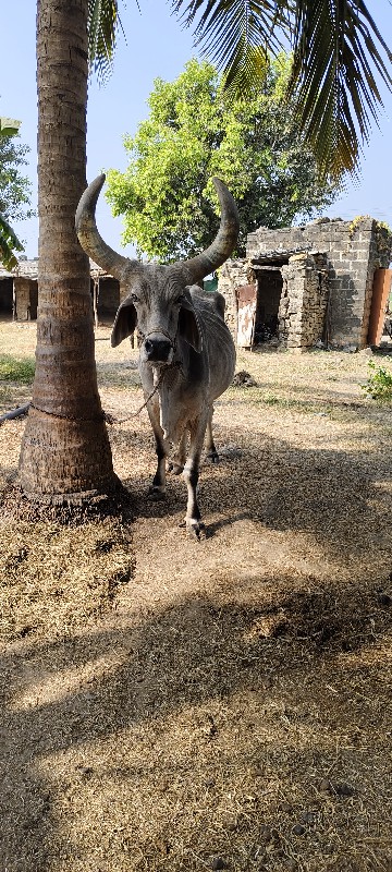 બ‌ળધ વેચવાના છે