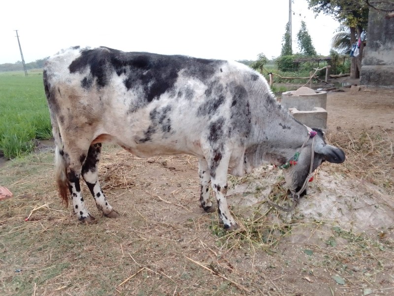 ગાઈવેશવનીશે