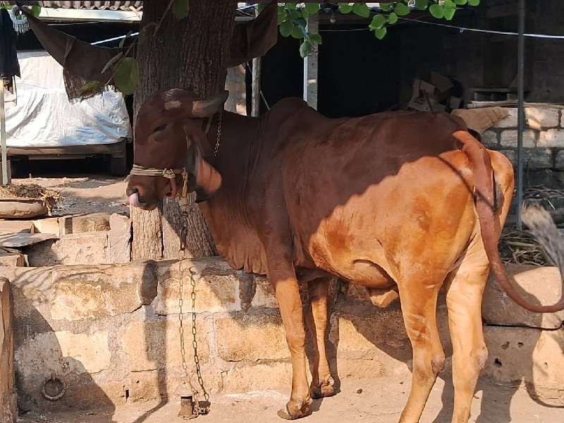 ગીર હોડકી વેચવા...