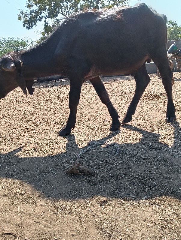 પાડો વેચવાનો છે