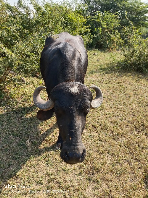 ખડેલી