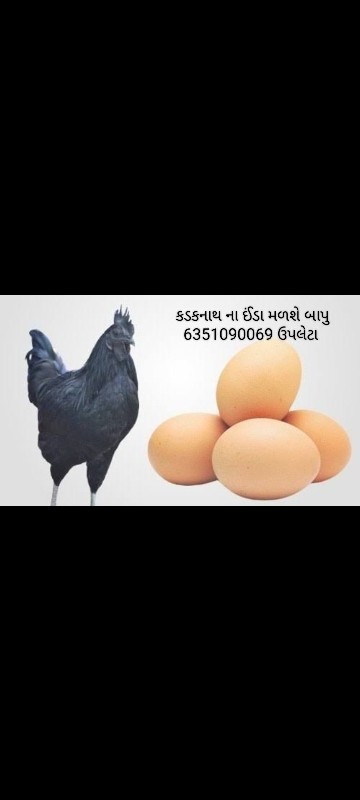 કડકનાથ ના અથવા...