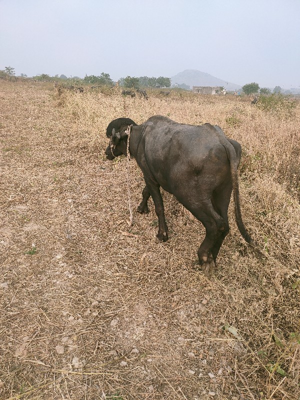 પાડો