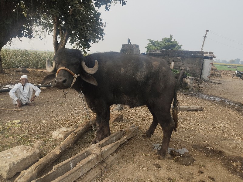 ખળેલી વેચવાની છ...