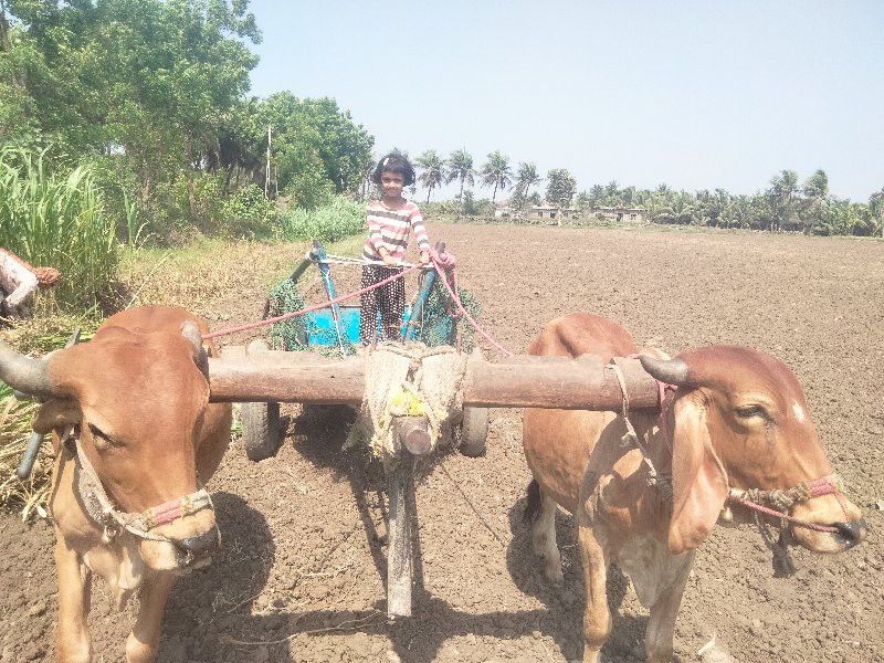 ગોઢલા વેચવાના છ...