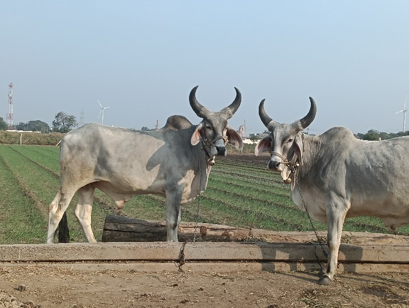 બળદ વેચવાના છે